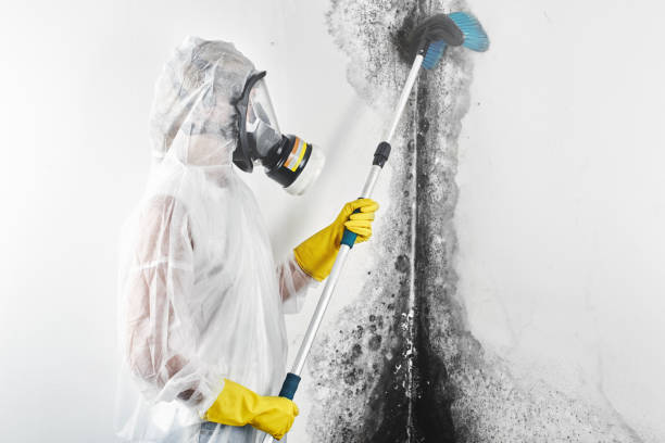 Dehumidification Services in Lake Arrowhead, CA