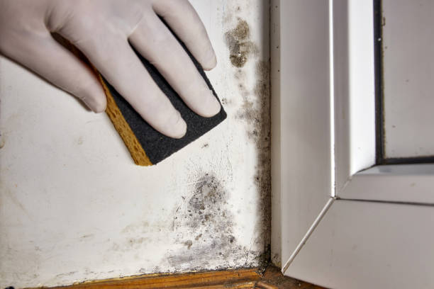 Best Mold Remediation for Healthcare Facilities  in Lake Arrowhead, CA