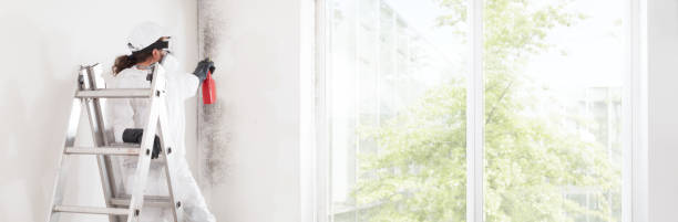 Best Mold Odor Removal Services  in Lake Arrowhead, CA